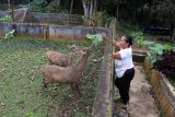 Pengunjung memberi makan seekor rusa di kebun binatang Medan Zoo, Sumatera Utara, Sabtu (20/1/2024). Wali Kota Medan Bobby Nasution akan menutup sementara Medan Zoo untuk pembangunan.ANTARA FOTO/Yudi/