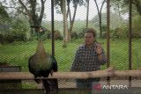 Pengunjung memberi makan seekor rusa di kebun binatang Medan Zoo, Sumatera Utara, Sabtu (20/1/2024). Wali Kota Medan Bobby Nasution akan menutup sementara Medan Zoo untuk pembangunan.ANTARA FOTO/Yudi/