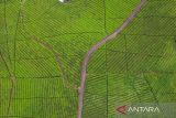 Foto udara perkebunan teh Riung Gunung di Pangalengan, Kabupaten Bandung, Jawa Barat, Senin (22/1/2024). Kementerian Pertanian akan melakukan peremajaan kebun teh untuk meningkatkan produktivitas teh di Indonesia karena salah satu penyebab turunnya produktivitas karena banyak kebun teh yang sudah tidak pada usia produktif. ANTARA FOTO/Raisan Al Farisi/agr