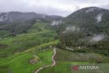 Foto udara perkebunan teh Riung Gunung di Pangalengan, Kabupaten Bandung, Jawa Barat, Senin (22/1/2024). Kementerian Pertanian akan melakukan peremajaan kebun teh untuk meningkatkan produktivitas teh di Indonesia karena salah satu penyebab turunnya produktivitas karena banyak kebun teh yang sudah tidak pada usia produktif. ANTARA FOTO/Raisan Al Farisi/agr