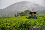 Petani merawat tanaman teh di perkebunan teh Riung Gunung Pangalengan, Kabupaten Bandung, Jawa Barat, Senin (22/1/2024). Kementerian Pertanian akan melakukan peremajaan kebun teh untuk meningkatkan produktivitas teh di Indonesia karena salah satu penyebab turunnya produktivitas karena banyak kebun teh yang sudah tidak pada usia produktif. ANTARA FOTO/Raisan Al Farisi/agr