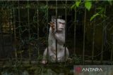 Wali Kota Medan sebut penutupan Medan Zoo bukan berarti ganti pemilik