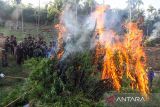 Personel gabungan Badan Narkotika Nasional (BNN) RI, TNI dan Polri membakar  tanaman ganja dalam operasi pemusnahan ladang ganja di Desa Teupin Rusep, Kecamatan Sawang, Aceh Utara, Aceh, Selasa (23/1/2024). Dalam operasi itu petugas menemukan ladang ganja seluas 2 hektare dengan lebih dari 22.000 batang pohon ganja siap panen atau sekitar 10 ton yang kemudian dimusnahkan dengan cara dibakar. ANTARA/Rahmad