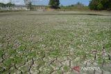 Murid sekolah bermain di lokasi Embung Seunekak yang mengalami kekeringan di kabupaten Aceh Besar, Aceh,  Rabu (24/1/2024).  Embung Seunekak yang mengalami kekeringan dampak Elnino di daerah itu mengakibatkan  sekitar 100 hektare sawah yang ditanami padi pada musim tanam tahun 2024 kekeringan dan terancam puso. ANTARA FOTO/Ampelsa.