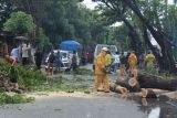 DLH Kota Palu kerahkan petugas bersihkan pohon tumbang dampak hujan lebat