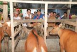 Pemprov Sulsel masifkan inseminasi buatan untuk tingkatkan produksi sapi