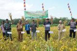 Gunungkidul peroleh bantuan benih jagung untuk 17 ribu hektare