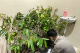 Karantina Sulbar sita komoditas tumbuhan tanpa dokumen asal Kalimantan
