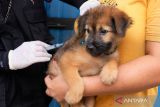 Petugas Dinas Pertanian Kota Denpasar menyuntikkan vaksin anti rabies pada seekor anjing saat kegiatan vaksinasi rabies 2024 di Dusun Taman, Desa Penatih Dangin Puri, Denpasar, Bali, Rabu (24/1/2024). Pelaksanaan vaksinasi rabies untuk Hewan Penular Rabies (HPR) khususnya anjing di Kota Denpasar yang dilakukan secara jemput bola tersebut pada tahun 2024 ditargetkan 90 persen dari estimasi populasi yang berjumlah 82.195 ekor anjing. ANTARA FOTO/Nyoman Hendra Wibowo/wsj.