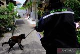 Petugas Dinas Pertanian Kota Denpasar menembakkan vaksin anti rabies pada seekor anjing dengan menggunakan sumpit saat kegiatan vaksinasi rabies 2024 di Dusun Taman, Desa Penatih Dangin Puri, Denpasar, Bali, Rabu (24/1/2024). Pelaksanaan vaksinasi rabies untuk Hewan Penular Rabies (HPR) khususnya anjing di Kota Denpasar yang dilakukan secara jemput bola tersebut pada tahun 2024 ditargetkan 90 persen dari estimasi populasi yang berjumlah 82.195 ekor anjing. ANTARA FOTO/Nyoman Hendra Wibowo/wsj.