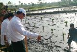 Kata Mentan, NTB penyumbang produksi padi sebesar 880,99 ribu ton