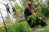 Sejumlah relawan membersihkan kandang satwa yang terbengkalai di kebun binatang Medan  Zoo, Sumatera Utara, Rabu (24/1/2024). Dari berbagai komunitas dan influencer hadir membantu membersihakan kadang satwa, memberikan pakan satwa dan bantuan kepada pekerja dengan tujuan untuk kepedulian terhadap satwa yang ada di Medan Zoo.ANTARA FOTO/Yudi