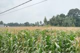 Pemkab Pasaman Barat targetkan produksi jagung 223.236 ton selama 2024
