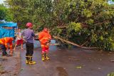 Damkarmat Lampung Selatan evakuasi pohon tumbang tutupi jalan