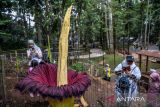 Pengunjung memotret bunga bangkai (Amorphophallus Titanium) di Taman Hutan Raya Djuanda, Kabupaten Bandung, Jawa Barat, Sabtu (27/1/2024). Bunga bangkai yang ditanam oleh pengelola sejak 2006 tersebut saat ini memiliki tinggi 207 sentimeter dan berdiameter 80 sentimeter serta pada 25 Januari lalu bunga itu mulai mekar yang berlangsung sekitar dua hingga tiga hari. ANTARA FOTO/Raisan Al Farisi/agr