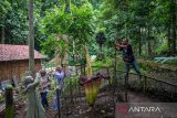 Pengunjung memotret bunga bangkai Amorphophallus Titanium di Taman Hutan Raya Djuanda, Kabupaten Bandung, Jawa Barat, Sabtu (27/1/2024). Bunga bangkai yang ditanam oleh pengelola sejak 2006 tersebut saat ini memiliki tinggi 207 sentimeter dan berdiameter 80 sentimeter serta pada 25 Januari lalu bunga itu mulai mekar yang berlangsung sekitar dua hingga tiga hari. ANTARA FOTO/Raisan Al Farisi/agr