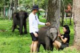 Menyapa kembali gajah-gajah di Taman Nasional Way Kambas