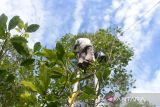 Petani menggunakan tangga bambu memetik buah cengkih (Syzygium aromaticum) saat panen perdana di perbukitan Desa Meunasah Beutong, kabupaten Aceh Besar, Aceh, Sabtu (27/1/2024). Menurut petani, komoditas cengkih yang pernah berjaya dan menjadi komoditas unggulan di Aceh sekitar tahun 1980 itu, harganya di pasaran saat ini masih tergolong rendah dan untuk cengkih kering kisaran Rp115.000 - Rp120.000 per kilogram , sedangkan cengkih basah kisaran  Rp80.000 perkilogram. ANTARA FOTO/Ampelsa.