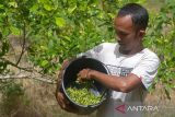 Petani  memetik buah cengkih (Syzygium aromaticum) saat panen perdana di perbukitan Desa Meunasah Beutong, kabupaten Aceh Besar, Aceh, Sabtu (27/1/2024). Menurut petani, komoditas cengkih yang pernah berjaya dan menjadi komoditas unggulan di Aceh sekitar tahun 1980 itu, harganya di pasaran saat ini masih tergolong rendah dan untuk cengkih kering kisaran Rp115.000 - Rp120.000 per kilogram , sedangkan cengkih basah kisaran  Rp80.000 perkilogram. ANTARA FOTO/Ampelsa.