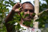 Petani menggunakan tangga bambu memetik buah cengkih (Syzygium aromaticum) saat panen perdana di perbukitan Desa Meunasah Beutong, kabupaten Aceh Besar, Aceh, Sabtu (27/1/2024). Menurut petani, komoditas cengkih yang pernah berjaya dan menjadi komoditas unggulan di Aceh sekitar tahun 1980 itu, harganya di pasaran saat ini masih tergolong rendah dan untuk cengkih kering kisaran Rp115.000 - Rp120.000 per kilogram , sedangkan cengkih basah kisaran  Rp80.000 perkilogram. ANTARA FOTO/Ampelsa.