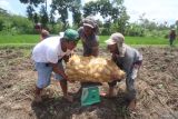 Pekerja menimbang ubi saat panen dengan latar belakang lahan padi di area persawahan Desa Kayunan, Kediri, Jawa Timur, Kamis (25/1/2024). Sejumlah petani di daerah tersebut pada musim hujan memilih menanam ubi dari pada menanam padi karena biaya pemelihara lebih murah dengan nilai jual hasil panen ubi relatif stabil pada kisaran harga Rp4.000 per kilogram sehingga lebih menguntungkan. Antara Jatim/Prasetia Fauzani.