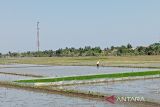 Cilacap optimistis tetap bisa dukung ketahanan pangan  nasional