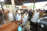 Pemprov Sulsel dan Pemkab Maros dorong peningkatan populasi sapi dengan IB