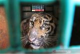 Empat ekor harimau mati, Pemkot diminta serius benahi 