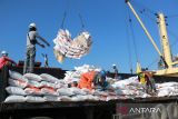 Sejumlah pekerja melakukan bongkar muat beras asal Thailand di Pelabuhan Ujung Baru, Medan Belawan, Medan, Sumatera Utara, Selasa (30/1/2024). Perum Bulog Sumatera Utara menerima sebanyak 12.500 ton beras yang akan dibagikan kepada keluarga penerima manfaat (KPM) selama tahun 2024.ANTARA FOTO/Yudi