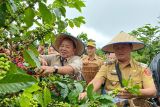 Kopi arabika akan dijadikan komoditas unggulan Lampung Barat