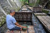 Warga memberi pakan di keramba budi daya ikan di Sungai Citepus, Setra Sari, Bandung, Jawa Barat, Rabu (31/1/2024).Warga memanfaatkan aliran Sungai Citepus untuk digunakan lokasi budi daya ikan nila, emas, patin dan lele yang biasa dipanen selama enam bulan sekali untuk dijual ke warga sekitar dan ke lokasi pemancingan yang ada di Kota Bandung. ANTARA FOTO/Raisan Al Farisi/foc. 