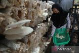 Pekerja menunjukkan jamur tiram di rumah Mushroom House Medan, Sumatera Utara, Rabu (31/1/2024). Budi daya jamur tiram yang ditanam pada bahan limbah kayu tersebut dijual dengan harga Rp22.000 ribu per kilogram. ANTARA FOTO/Yudi