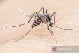 Pemkot Batam temukan 195 kasus malaria selama 2025
