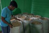 Pekerja menyusun karung berisi biji kopi arabika Gayo yang siap jemur di Desa Mongal, Kecamatan Bebesen, Kabupaten Aceh Tengah, Aceh, Rabu, (31/1/2024). Warga kopi Arabika sejak dua pekan terakhir turun dari Rp16 ribu per kilogram menjadi Rp14 ribu per kilogram biji kopi basah, biji kopi mentah (green bean) turun dari Rp105 ribu per kilogram menjadi Rp98 ribu per kilogram, sedangkan untuk gabah kopi turun dari Rp53 ribu per kilogram menjadi Rp49 ribu per kilogram yang disebabkan fluktuasi harga kopi global dan suplai kopi di pasar tinggi. ANTARA FOTO/Khalis Surry 