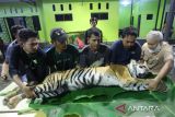 Tim Dokter Hewan Balai Konservasi Sumber Daya Alam (BKSDA) Aceh menimbang berat harimau sumatera (Panthera tigris sumatrae) saat pemeriksaaan kesehatan di kantor Bidang Pengelola Taman Nasional (BPTN) wilayah I Desa Lhok Keutapang, Tapak Tuan, Aceh Selatan, Aceh, Sabtu (3/2/2024). Pemeriksaan kesehatan harimau sumatera berjenis kelamin betina yang sebelumnya masuk perangkap atau kandang jebak di Desa Buluh Didi, Kluet timur pada Jumat (2/2/2024) tersebut dilakukan untuk mengidentifikasi dan mengetahui kondisi kesehatan hewan sebelum dilepasliarkan kembali ke habitatnya. (Antara Aceh/Syifa Yulinas)