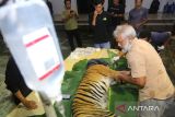 Tim Dokter Hewan Balai Konservasi Sumber Daya Alam (BKSDA) Aceh menimbang berat harimau sumatera (Panthera tigris sumatrae) saat pemeriksaaan kesehatan di kantor Bidang Pengelola Taman Nasional (BPTN) wilayah I Desa Lhok Keutapang, Tapak Tuan, Aceh Selatan, Aceh, Sabtu (3/2/2024). Pemeriksaan kesehatan harimau sumatera berjenis kelamin betina yang sebelumnya masuk perangkap atau kandang jebak di Desa Buluh Didi, Kluet timur pada Jumat (2/2/2024) tersebut dilakukan untuk mengidentifikasi dan mengetahui kondisi kesehatan hewan sebelum dilepasliarkan kembali ke habitatnya. (Antara Aceh/Syifa Yulinas)