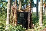 Seekor Harimau Sumatra masuk kandang jebak di kebun warga