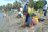 Green Leadership Indonesia menanam 574 pohon mangrove di Polewali Mandar