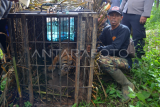Harimau Sumatera masuk perangkap di Pasaman