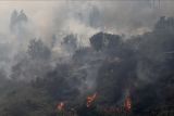 51 orang tewas akibat kebakaran hutan di Chile