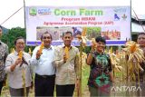 Universitas Andalas panen perdana jagung pakan program Merdeka Belajar