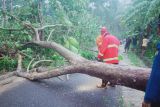 Petugas Damkar evakuasi pohon tumbang tutupi jalan di Kalianda Lampung Selatan