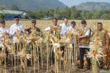 Mentan panen dan tanam jagung di lahan milik TNI