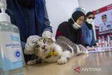 Dokter hewan memeriksa kesehatan kucing sebelum dilakukan sterilisasi di Puskeswan Indramayu, Jawa Barat, Selasa (6/2/2024). Dinas Ketahanan Pangan dan Pertanian Kabupaten Indramayu menggelar operasi sterilisasi kucing jantan domestik secara gratis untuk menekan populasi hewan pembawa rabies. ANTARA FOTO/Dedhez Anggara/agr