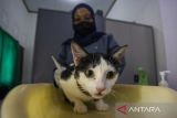 Dokter hewan memeriksa kesehatan kucing sebelum dilakukan sterilisasi di Puskeswan Indramayu, Jawa Barat, Selasa (6/2/2024). Dinas Ketahanan Pangan dan Pertanian Kabupaten Indramayu menggelar operasi sterilisasi kucing jantan domestik secara gratis untuk menekan populasi hewan pembawa rabies. ANTARA FOTO/Dedhez Anggara/agr