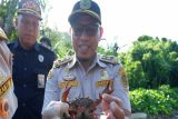 Karantina Sulbar gagalkan pengiriman kepiting bakau dari Kalimantan