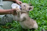 Perawat satwa memberi susu bayi Singa Putih (Panthera leo) yang baru lahir bernama Fano di Taman Safari Prigen, Pasuruan, Jawa Timur, Kamis (8/2/2024). Anakan singa putih yang lahir dengan berat 1,5 Kg dari indukan betina bernama Felisa dan pejantan bernama Debo tersebut menambah koleksi Singa Putih di taman itu menjadi 15 ekor. Antara Jatim/Umarul Faruq.