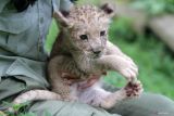 Perawat satwa menggendong bayi Singa Putih (Panthera leo) yang baru lahir bernama Fano di Taman Safari Prigen, Pasuruan, Jawa Timur, Kamis (8/2/2024). Anakan singa putih yang lahir dengan berat 1,5 Kg dari indukan betina bernama Felisa dan pejantan bernama Debo tersebut menambah koleksi Singa Putih di taman itu menjadi 15 ekor. Antara Jatim/Umarul Faruq.