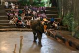 Pengunjung menyaksikan pertunjukan Gajah di Taman Safari Prigen, Pasuruan, Jawa Timur, Kamis (8/2/2024). Libur nasional memperingati Isra Miraj 1445 Hijriah dimanfaatkan sejumlah warga dengan berwisata ke sejumlah tempat hiburan. Antara Jatim/Umarul Faruq.