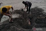 Warga temukan bangkai lumba-lumba terdampar di pantai Mukomuko Bengkulu